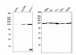 Anti-RENT1/hUPF1 Antibody Picoband™ (monoclonal, 11E7)